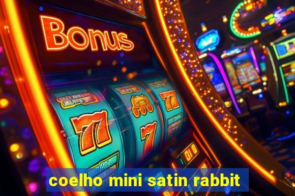 coelho mini satin rabbit